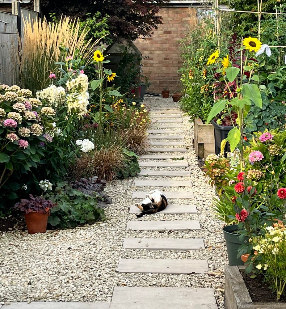 A back garden with flowers etc and a cat lying on its back, paws in the air, in the middle of the path