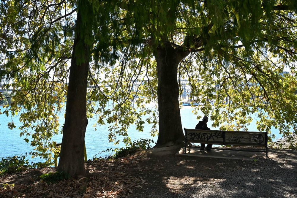 A color photograph of a person sitting on a bench from behind underneath a tree. 