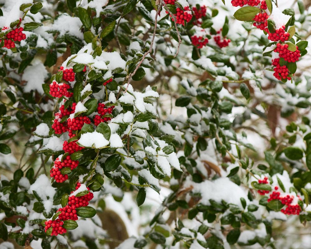 Ilex cornuta in the snow. 