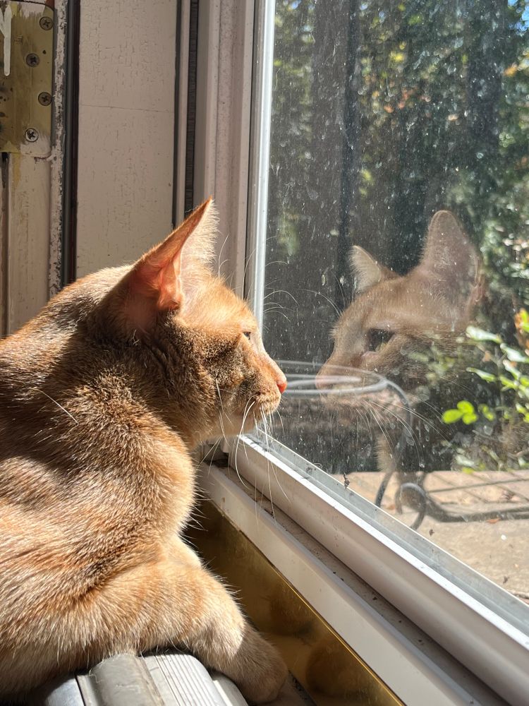 An orange cat stares out the storm door into the sun, his face reflected on the glass.