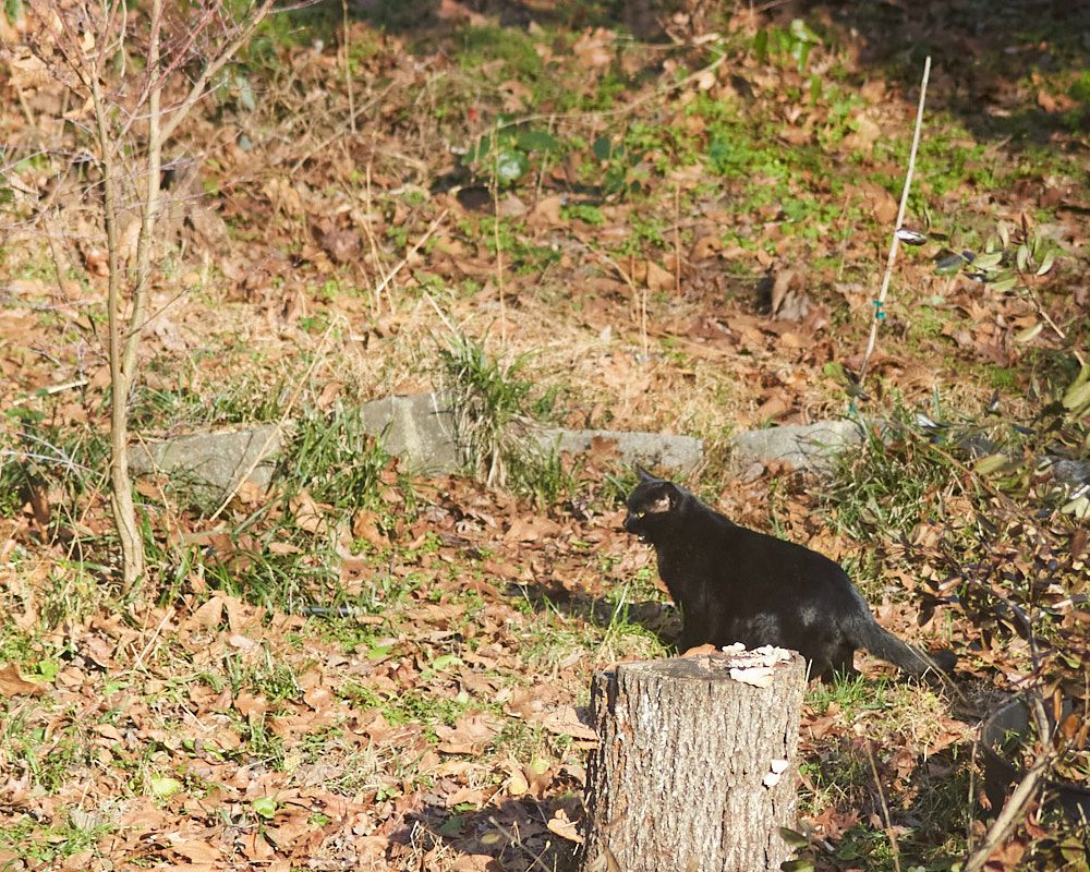 A dark black cat meows in the garden. 