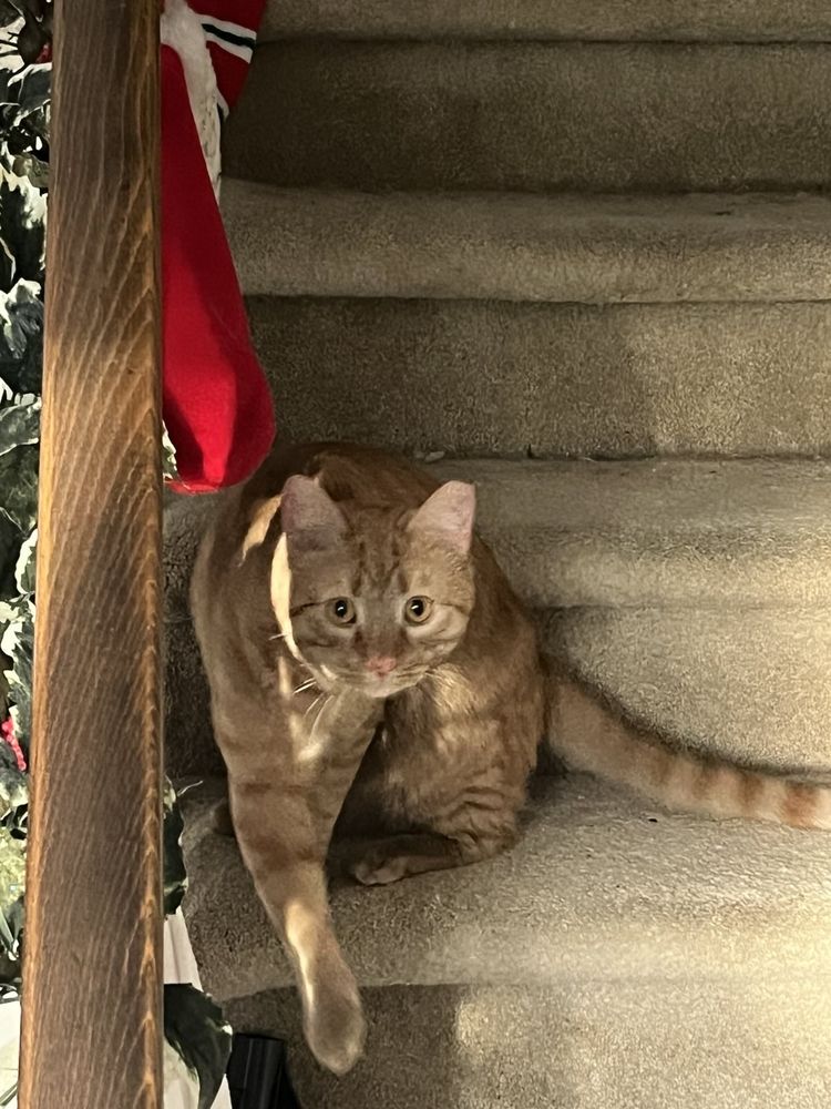 Big Tiger stalking down the stairs. 