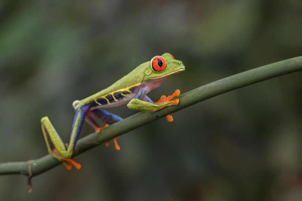 Zoo-logisch: Tier-News, Tipps und Artenschutz für Naturfreunde