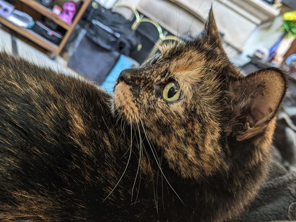 Photo of my adorable tortie cat Shayera, her lil tiny baby face is alert and eyeing my non-photo-taking hand (offscreen) as she hopes said hand is about to open that damn treat jar again