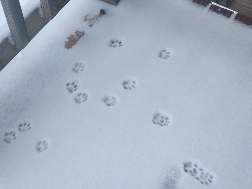Cat prints in snow
