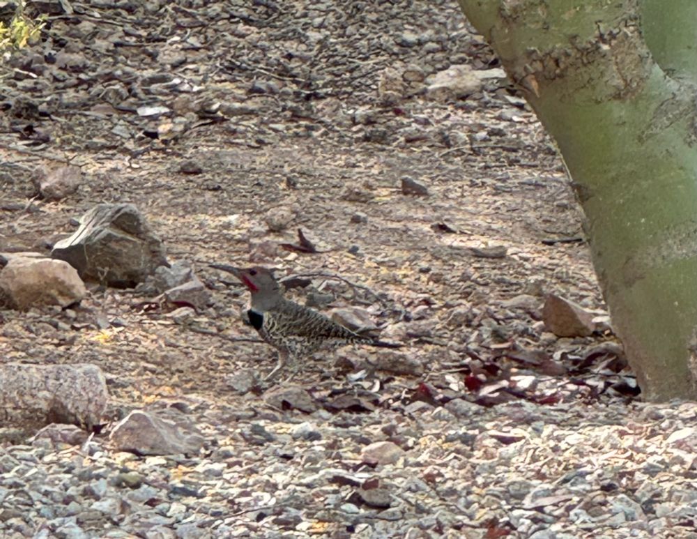 A beige/brown bird with black spots, a black patch on his chest and red streaks down from his beak. He has a slightly golden cap. He’s standing in a desert landscape.