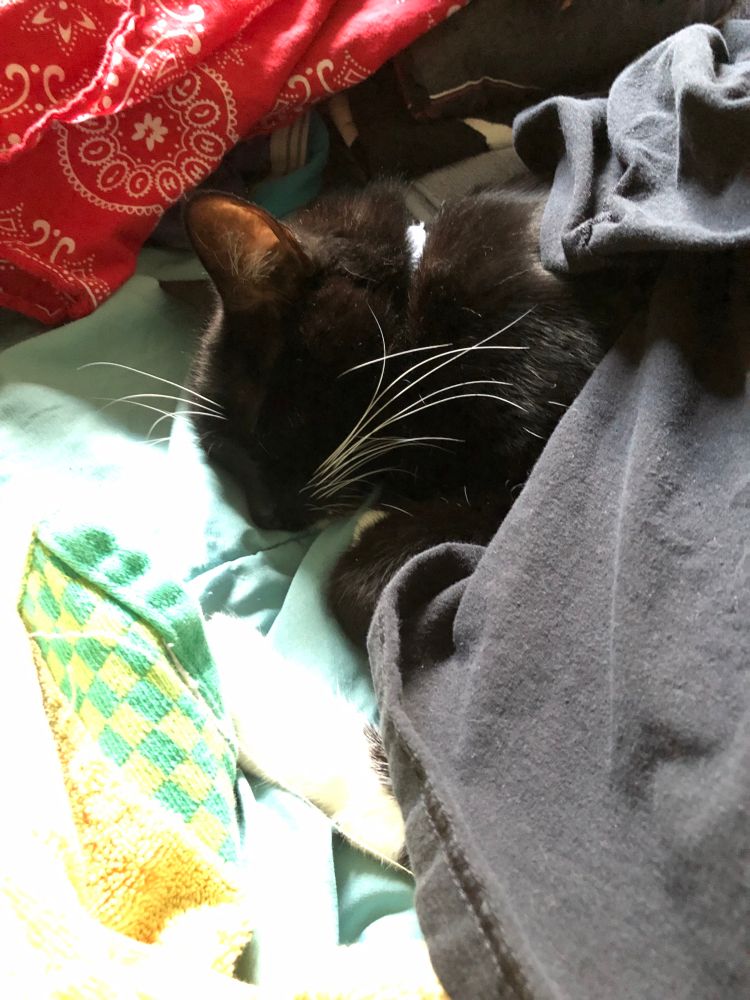 Sleeping tuxedo cat with laundry piled on him.