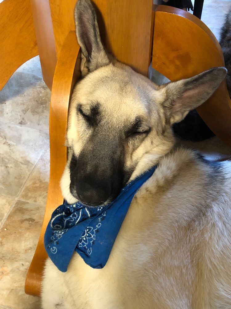 A light tan german Shepard with a light blue bandanna. He is sleeping at a 45 degree angle.