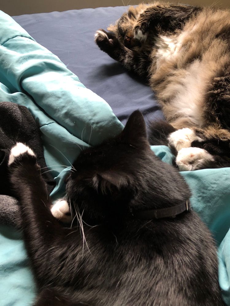 A black cat with white paws and a fluffy brown cat are sleeping cozy on blue blankets.