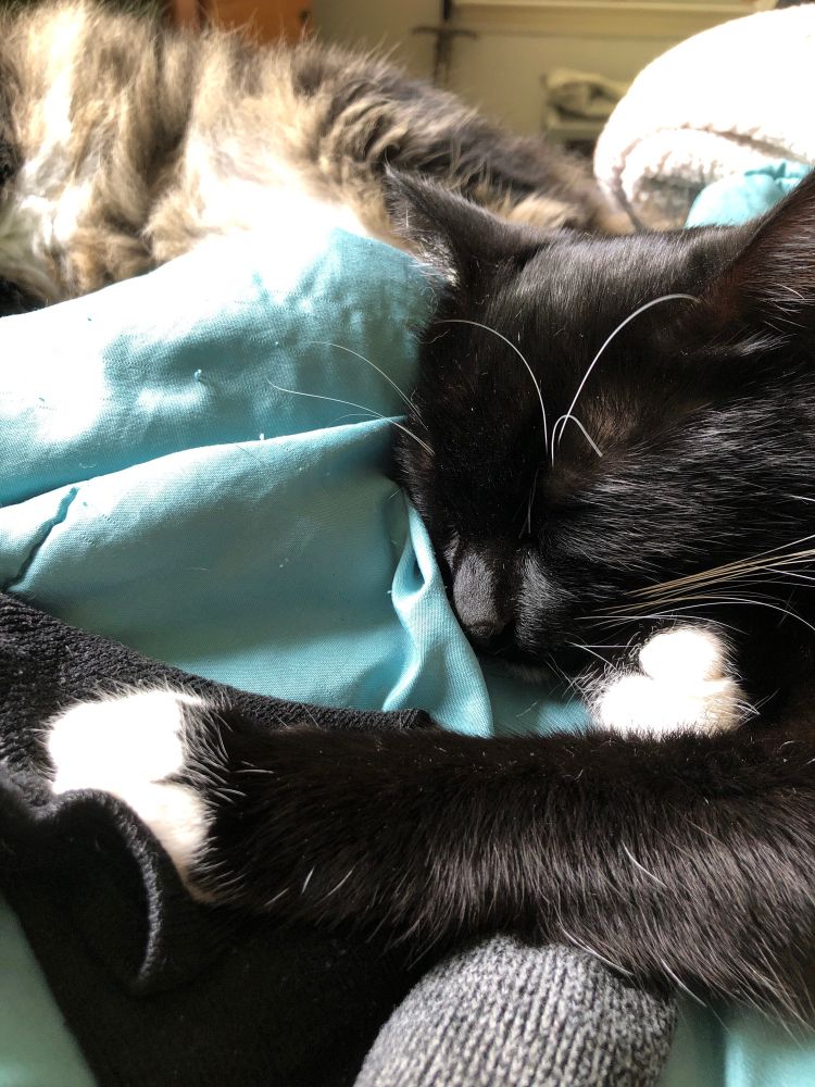 A sleeping tuxedo cat reaches out to touch a sock with his paw. While a fluffy belly of a brow cat can be seen in the background. 