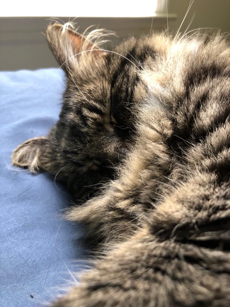 A brown long fluffy tiger cat, her mouth is lost in the floof. 