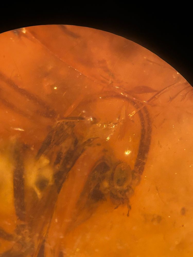 A caddisfly or a moth in amber