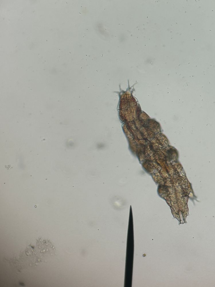 A tardigrade under a microscope; its brownish, with long claws on its legs, and protuberances on the front of its mouth; like a Milnesium species