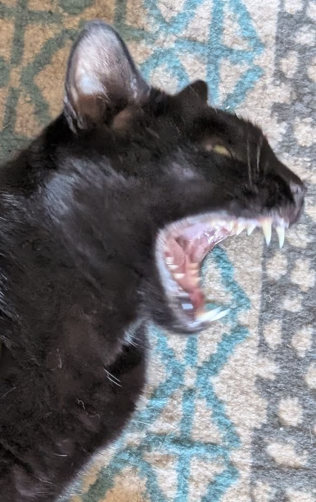 A black cat yawning a scream