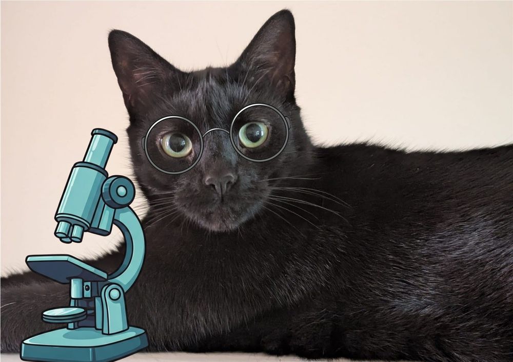 A black cat, wearing round spectacles, naturally, sits by his microscope