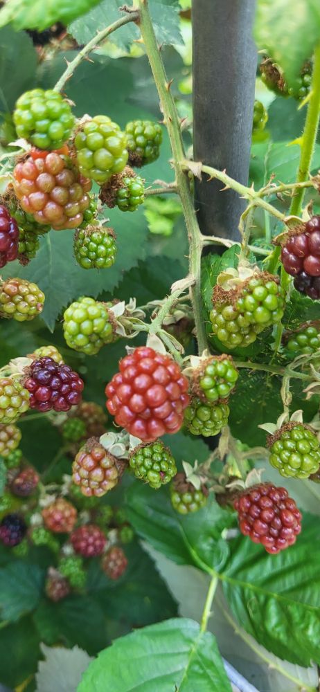 Nahaufnahme von unreifen Brombeeren am Strauch