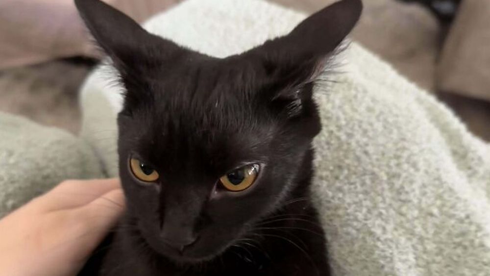 a black cat with gold eyes. it is being pet by a white person's hand. The cat's ears are facing backwards and down, "airplane ears"