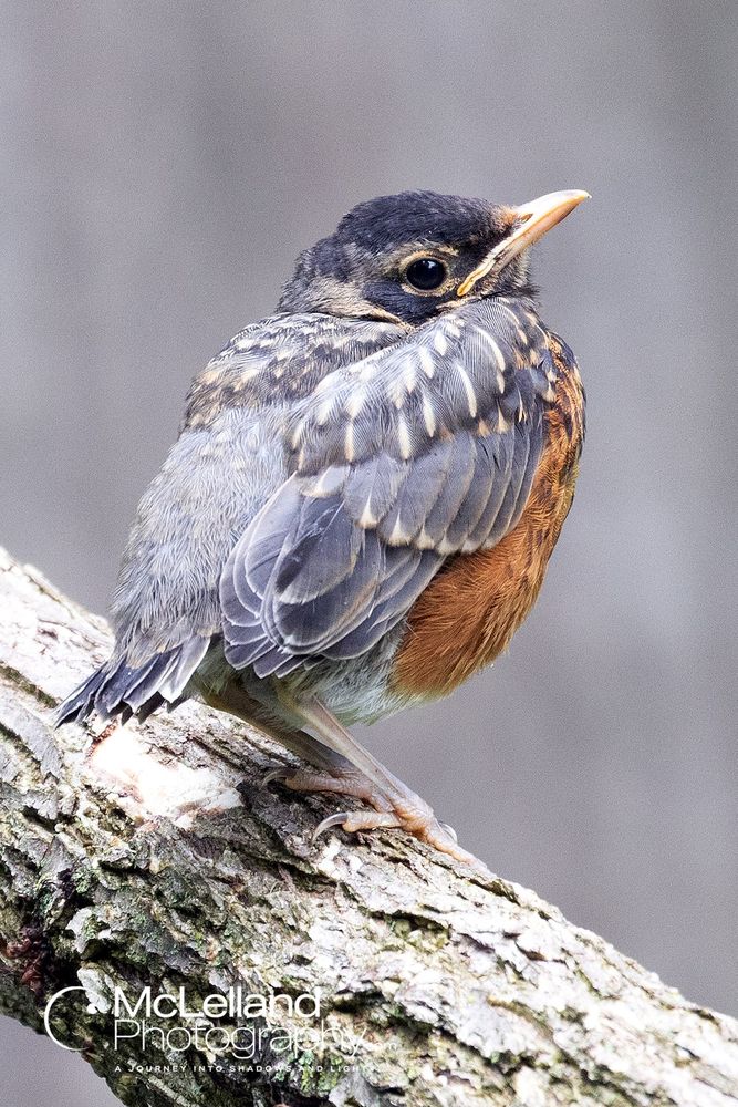 A fledgling robin listening for his mummy's chirp.