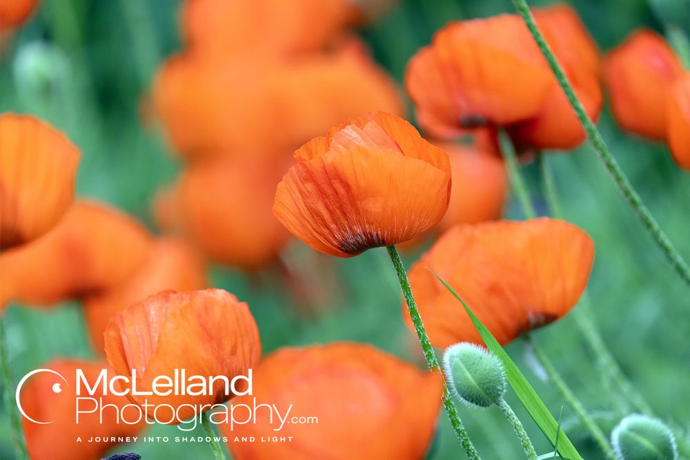 A garden full of bright red poppies.