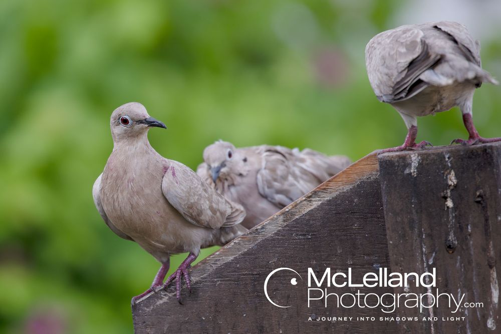 A group of Eurasian Collared Doves perched on a fence post.