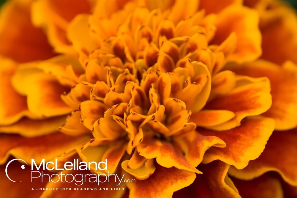 A fiery orange marigold flower.