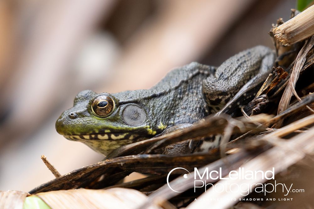 A frog resting on some dead leaves by the pond.