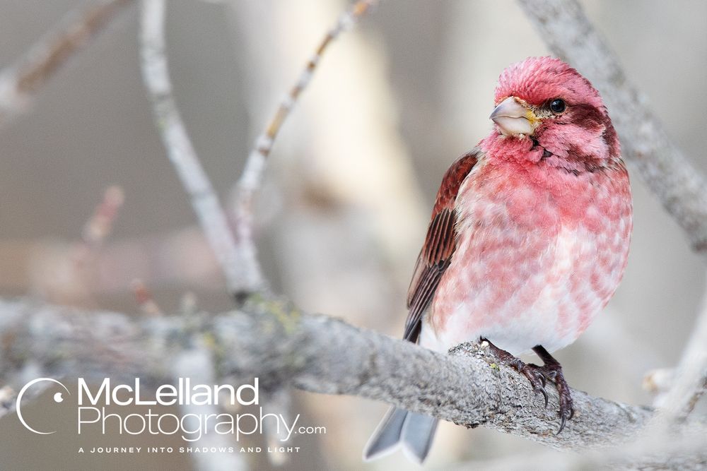 A male house finch perched on a branch.