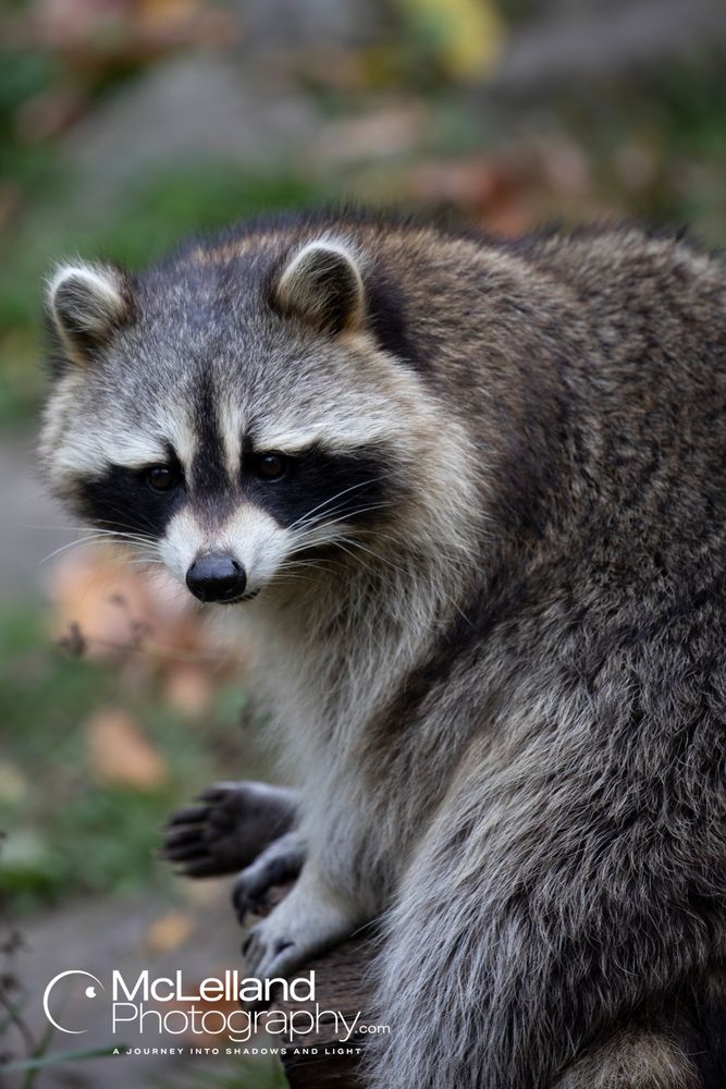 Photo of a raccoon sitting on a wooden fence.