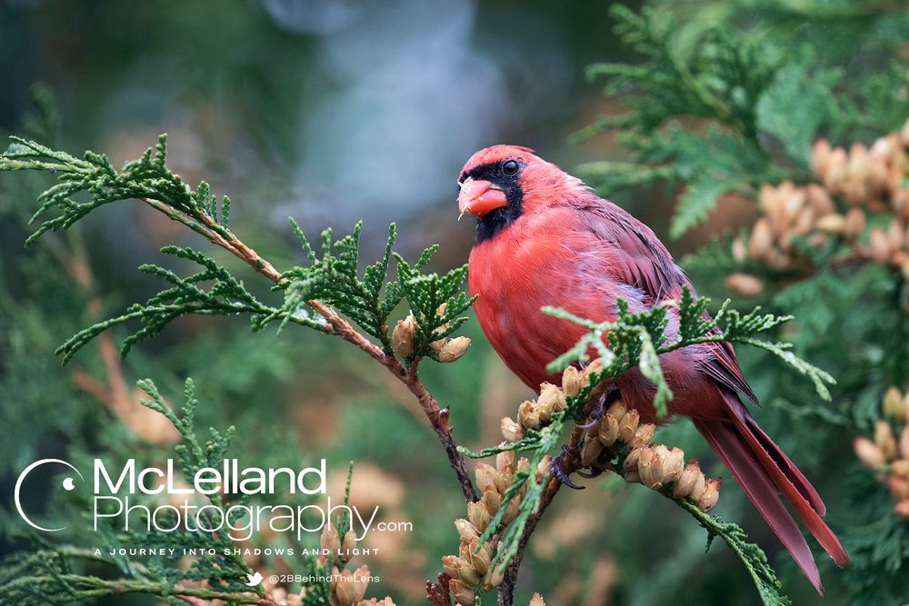 A male cardinal perched in a cedar bush.