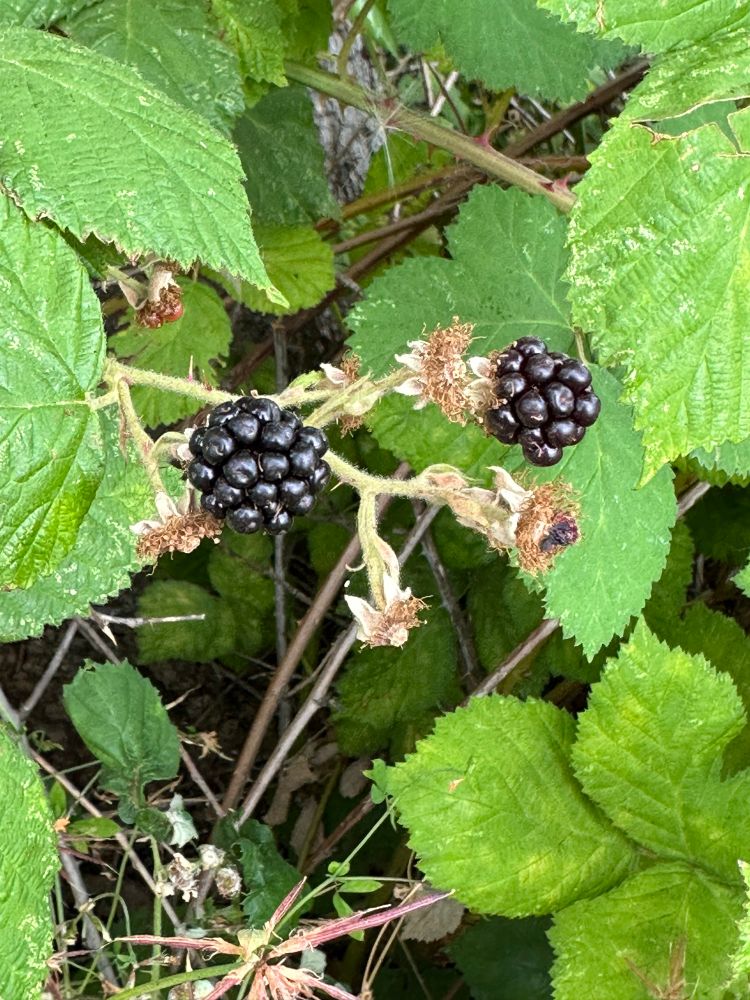 Two ripe blackberries on the vine.