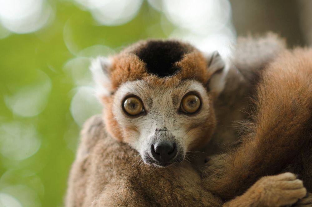 Un lémurien regarde l'objectif à la Vallée des singes. A lemur looks at the camera at Monkey Valley.