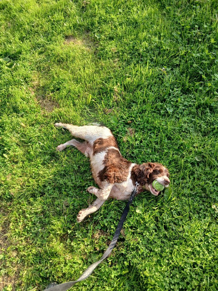 Liver and white Springer Spaniel with ball in mouth and lead attached lying on his side on grass looking defiant. 
