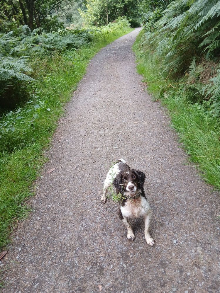 Liver and white Springer Spaniel on forest path. He is covered in grass and cleavers and is very pleased with himself. He is looking straight at camera (this is because I am holding his ball as well as my phone).