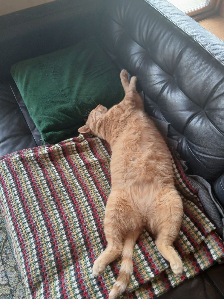 Large ginger cat stretched out on his back on a stripey blanket, magnificent belly fully exposed.