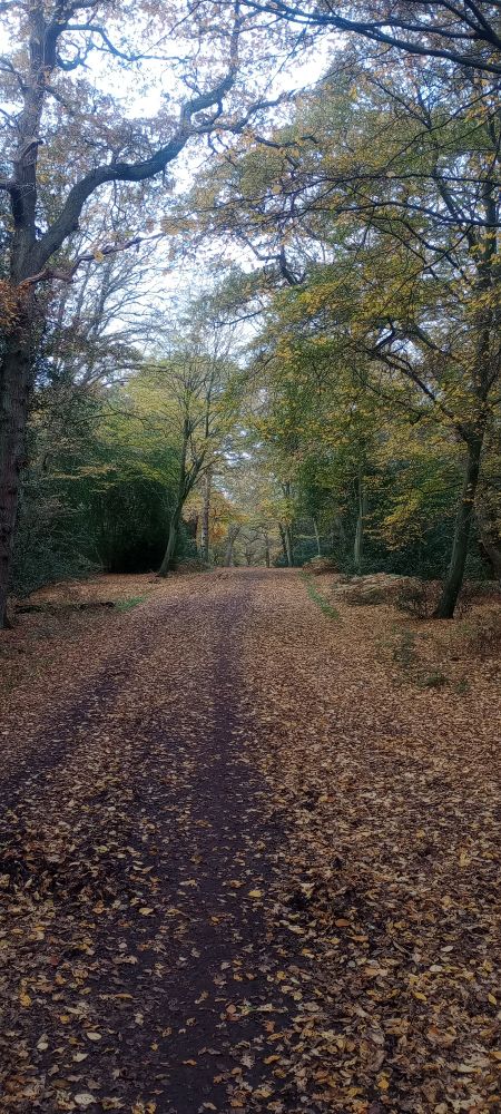 A wide path through the forest, covered in golden leaf litter 
