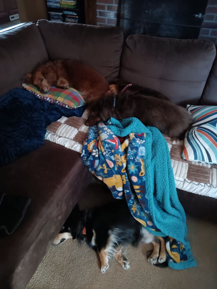 4 long-haired mini-dachshunds asleep on the couch. And under it.