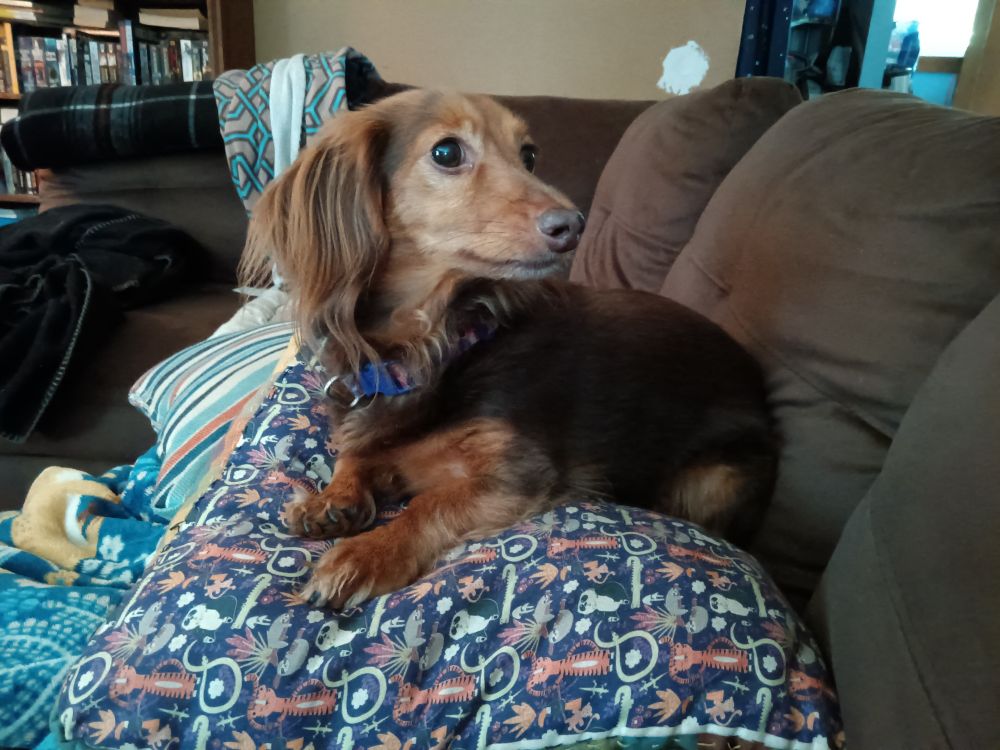 Little Eden, one of my four long-haired mini-dachshunds.