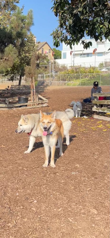 Husky shepherd and Shiba mix at the dog park