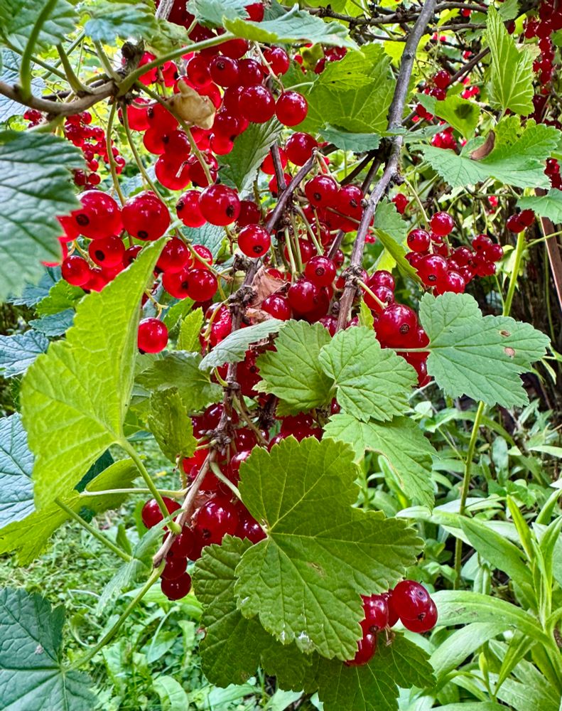 Punaherukoita pensaassa.