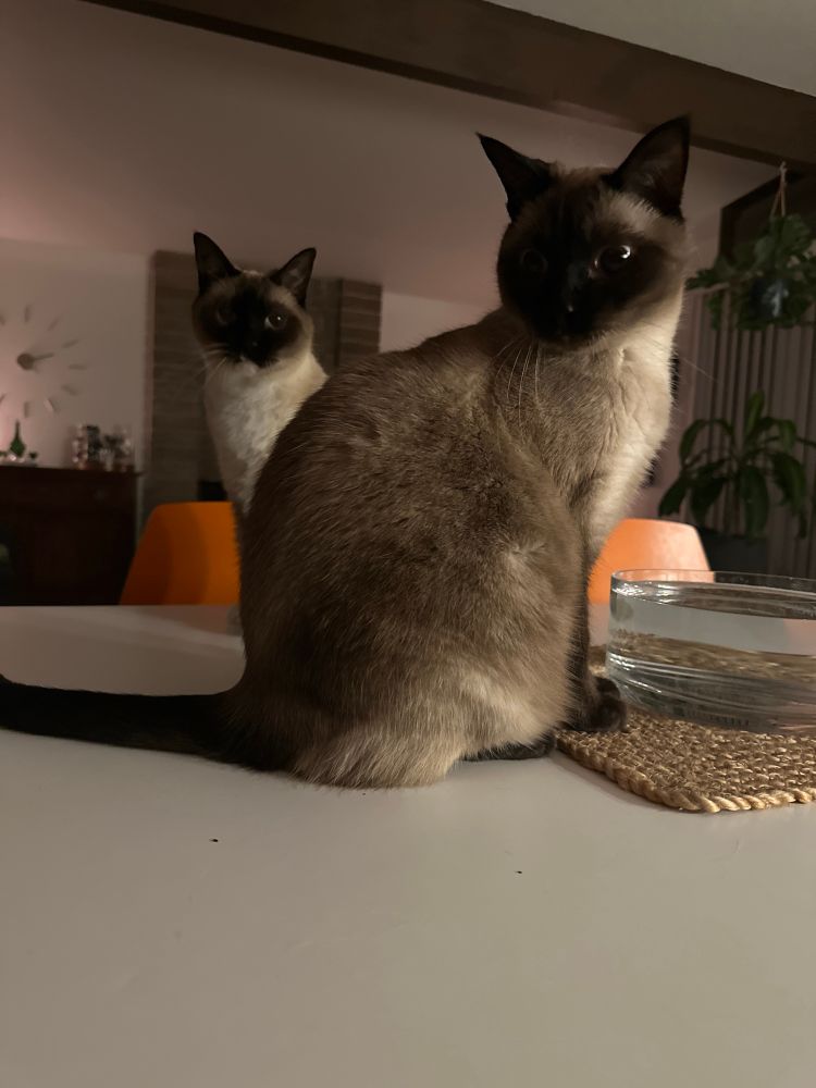 Two Siamese brother cats on a kitchen counter looking at the observer ppl