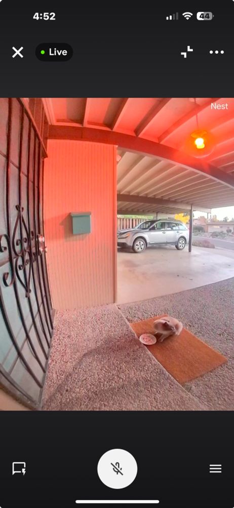 The shy Siamese feral boy I’m trying to domesticate 