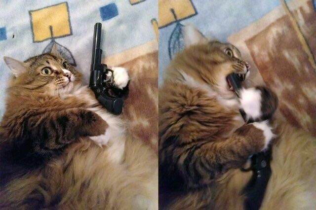 Cat considers then puts barrel of a toy gun in its mouth 