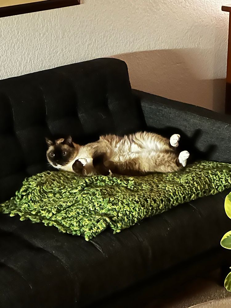 A snowshoe Siamese cat on his back with paws aloft - he is a goofball