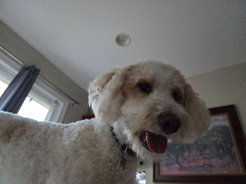 A happy, white and gold mutt named Dan.