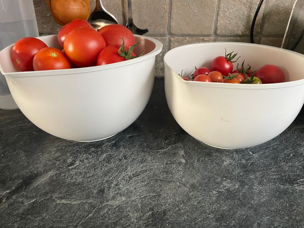 Harvested cherry and medium large tomatoes in a white bowl.