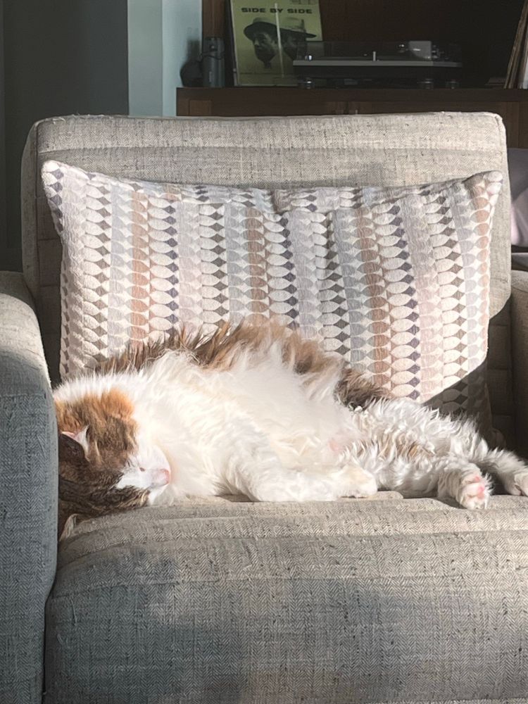 Relaxed cat snoozing in a sunbeam, happy that his people are at least trying to do their best in these crappy times.  