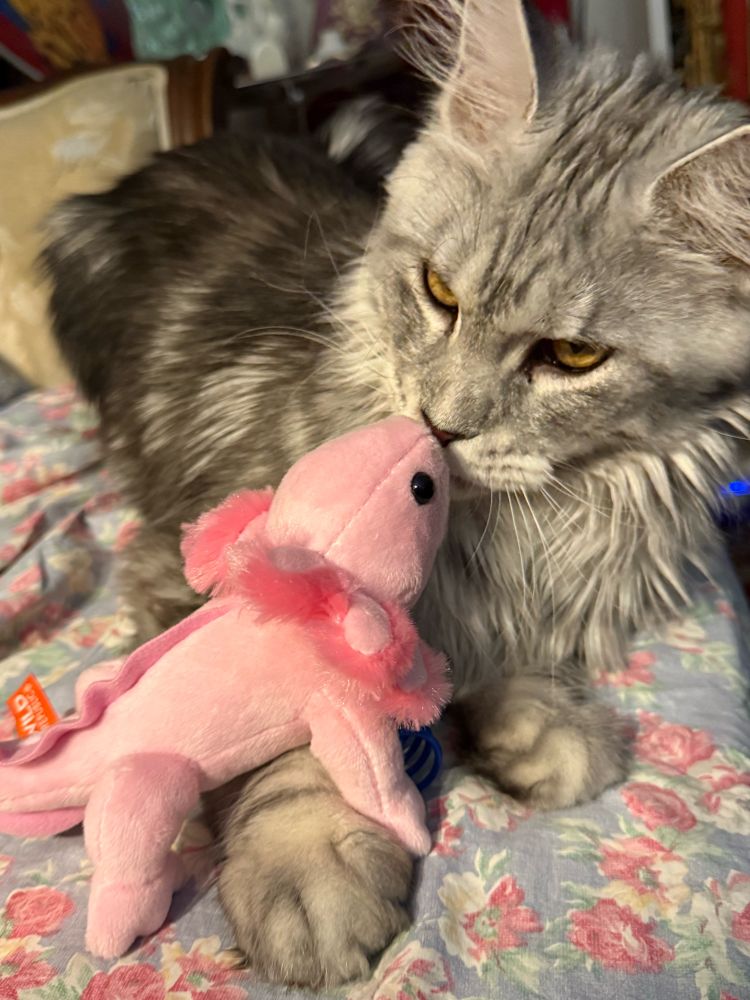 A very cute grey and white kitten with yellow eyes is kissing a pink stuffed toy axolotl on a couch. 
