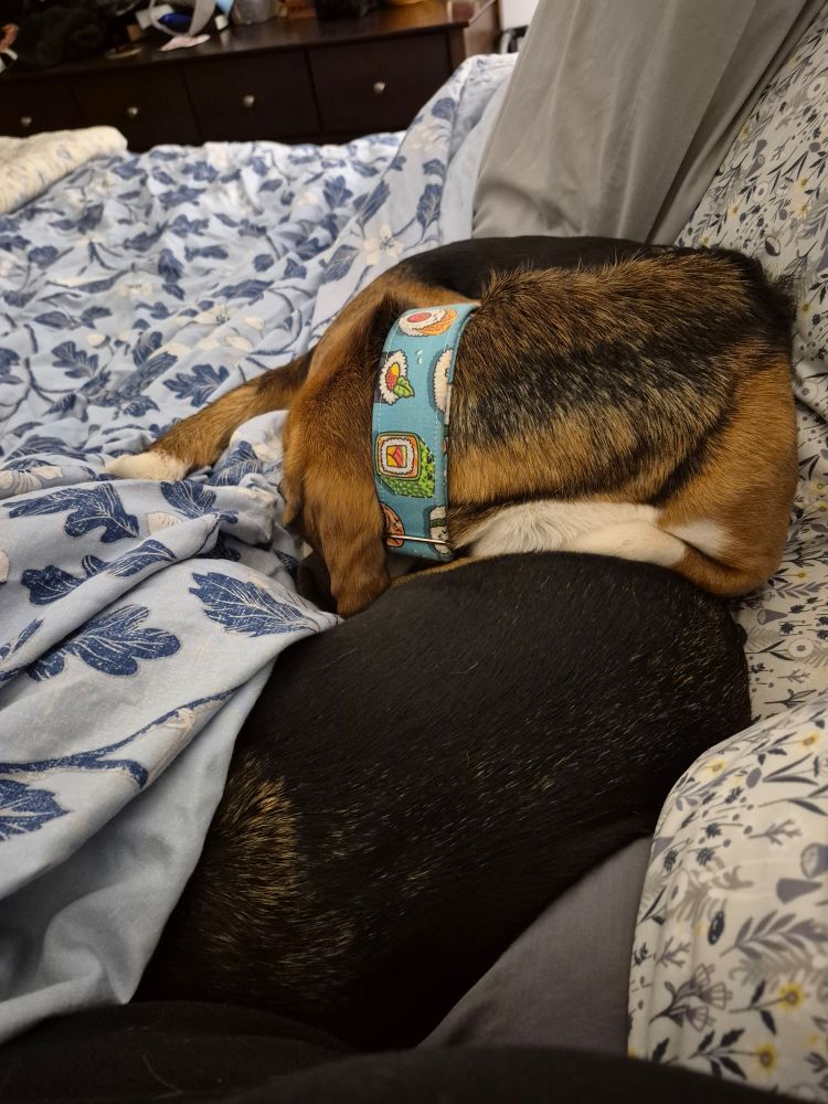 Two beagles cuddle in bed. One with her head under the comforter and only the black stretch of her little spine exposed. The other beagle is above the covers, his head and neck pressed against the back end of the first dog.