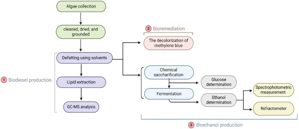 Bio-sorption of methylene blue and production of biofuel by brown alga Cystoseira sp. collected from Neom region, Kingdom of Saudi Arabia
