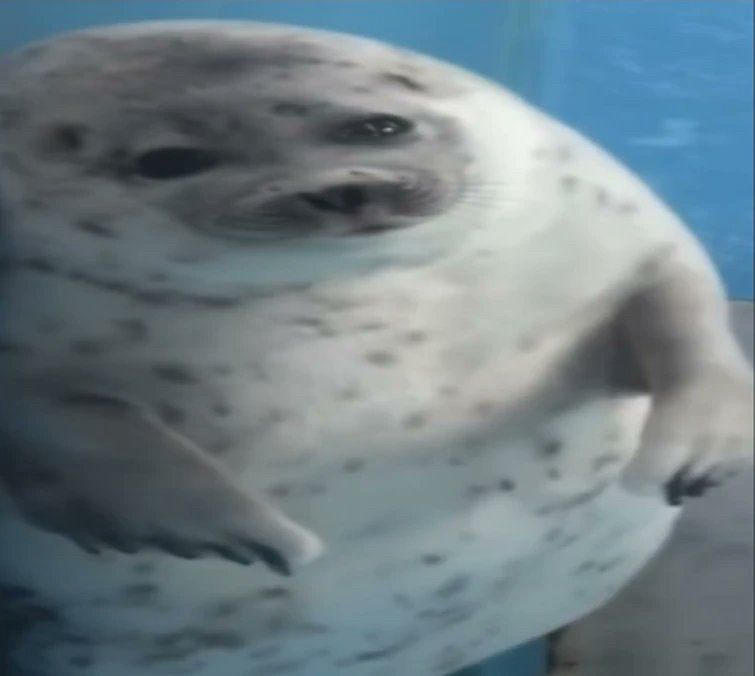 A picture of a chubby seal looking up. It’s very round, gray with black dots 